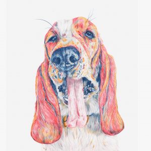 Jane the Basset illustration by Kitty Forbes